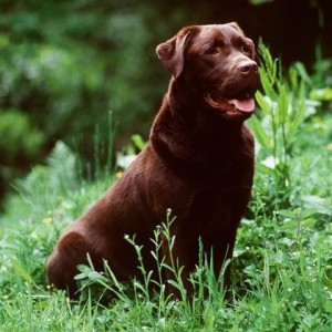 Bruine labrador