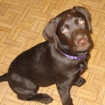 Bruine Labrador Retriever Pup