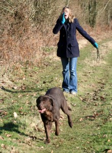 De Eerste Keer Naar Buiten Met Je Labrador Retriever