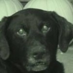 De Verzorging Van Een Oudere Labrador De Verzorging Van Een Oudere Labrador