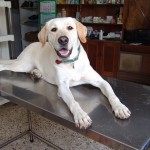 Veel Voorkomende Aandoeningen Bij Een Labrador Veel Voorkomende Aandoeningen Bij Een Labrador