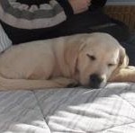 Hoe leer je een Labrador pup alleen te blijven