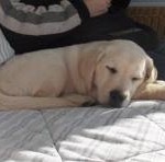 Hoe leer je een Labrador pup alleen te blijven Hoe leer je een Labrador pup alleen te blijven