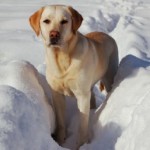 Bloedverwanten Van De Labrador Retriever Bloedverwanten Van De Labrador Retriever