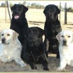 Labrador Retriever Fokker vinden Labrador Retriever Fokker vinden