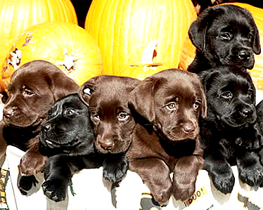 Beraadslagen haar te ontvangen Labrador Fokkers - Hoe Kies je de JUISTE! - www.de-labrador-retriever.nl