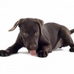 Het Zindelijk Maken Van Je Labrador Retriever Pup