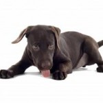 Het Zindelijk Maken Van Je Labrador Retriever Pup Het Zindelijk Maken Van Je Labrador Retriever Pup