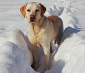 Labrador Labrador Retriever