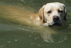 Koorts bij een hond/labrador Koorts bij een hond/labrador