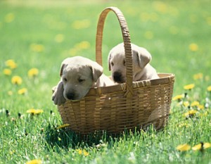 Mannelijke of een vrouwelijke Labrador Retriever