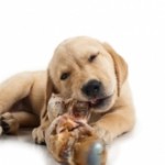 Waarom Labrador Retriever pups moeten kluiven Waarom Labrador Retriever pups moeten kluiven