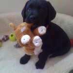 Zwarte Labrador Retriever Pup Zwarte Labrador Retriever Pup