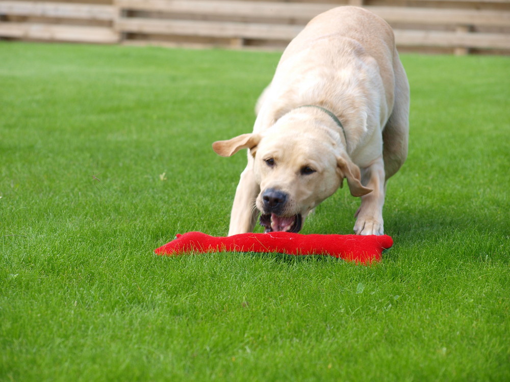 Labrador Leren Apporteren Labrador Leren Apporteren