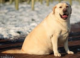 overgewicht labrador