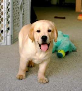 Benodigdheden voor een labrador pup