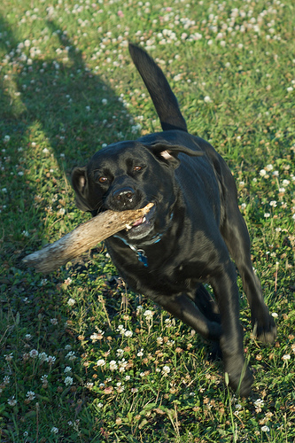 Labrador Training