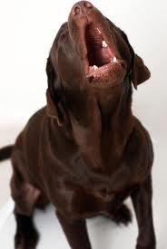 Labrador die blaft Labrador die blaft
