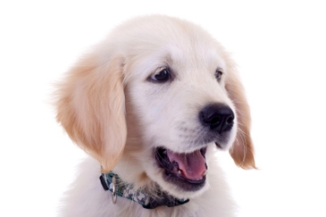 labrador kan longkanker ruiken labrador kan longkanker ruiken