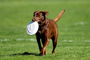 Labrador Labrador