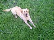 Labrador retriever Labrador retriever