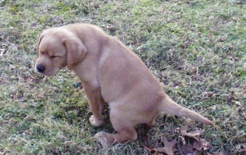 Labrador plassen afleren - zindelijk maken