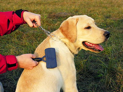 Verzorging labrador retriever Verzorging labrador retriever