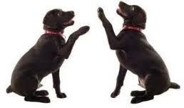 Hondenspelletjes voor je labrador - High Five Hondenspelletjes voor je labrador - High Five