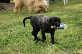 labrador retriever draagt fles