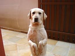 Labrador bedelen afleren Labrador bedelen afleren