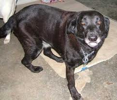 oudere labrador trainen oudere labrador trainen