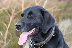 Retriever pup Retriever pup