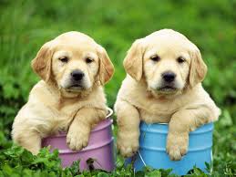 labrador retriever pups