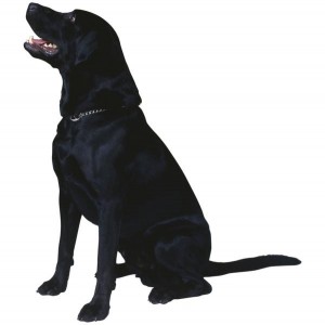 labrador training labrador training