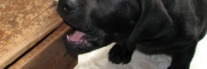 Labradors kauwen Labradors kauwen