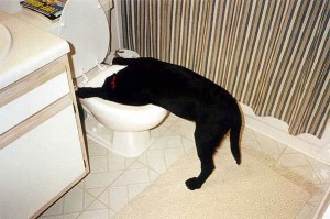 labrador braakt labrador braakt